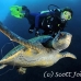 turtle_green_manout_ci_h_0082_cos1281.jpg